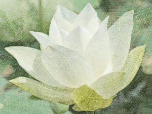 Lotus Flower color pencil