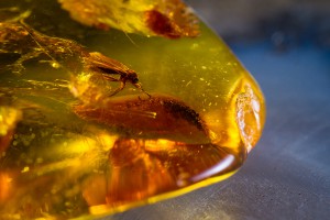 Amber promotes the evolution of the physical body.