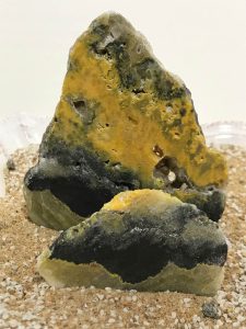 Bumblebee Jasper