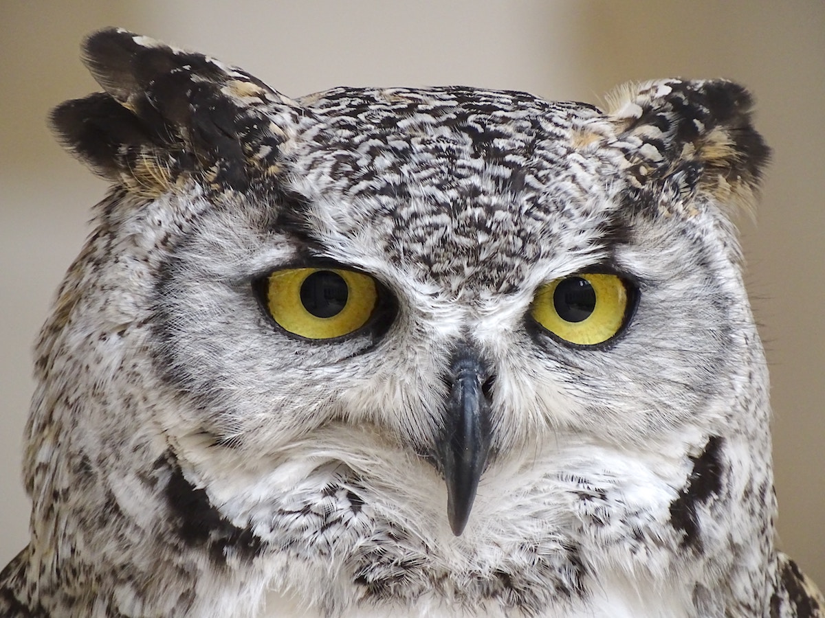 wise owl - intelligence